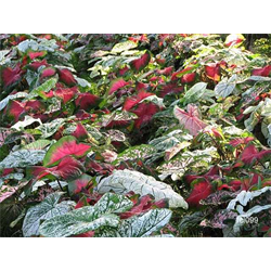 Caladium - Bulk Landscaping Specials