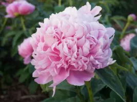 Peony Mons Jules Elies