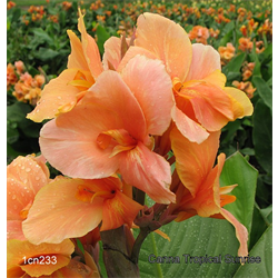 Canna Dwarf Varieties