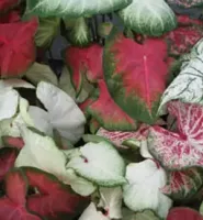 Caladium Fancy Leaf Mixed
