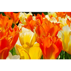 Tulip, Fosteriana (Emperor)