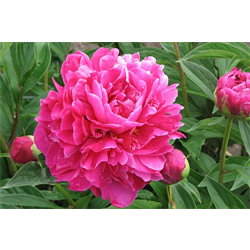 Peony by Variety
