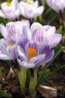 Crocus Vernus Pickwick