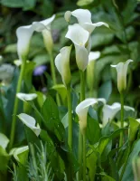 Zantedeschia White