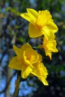 Daffodil Jonquilla Trevithian