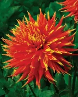 Dahlia Decorative Show and Tell