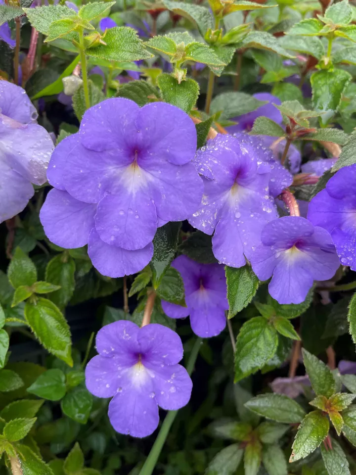 Achimenes Cattleya Preorder Spring 2027 - Terra Ceia Farms
