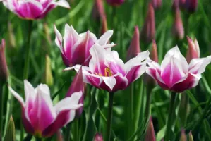 Tulip Lily Flowered Ballade