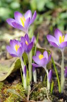 Crocus Tommasinianus - Whitewell Purple