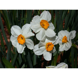 Daffodil, Tazetta