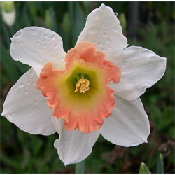 Daffodils