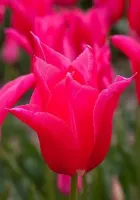 Tulip Lily Flowered Mariette