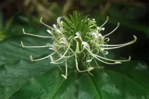 Hedychium Thyrsiforme
