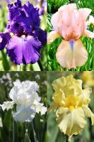 Bearded Iris Reblooming Collection (12 plants)