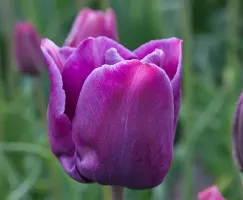 Tulip Single Late Cum Laude