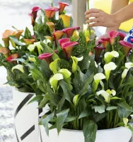 Zantedeschia Mixed