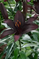 Lily Asiatic Blacklist