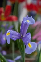 Dutch Iris Telstar