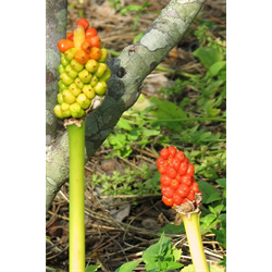 Arum (Winter Caladium)