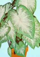 Caladium Fancy Leaf Aaron