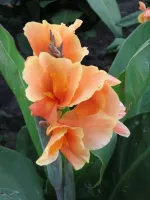 Canna Dwarf Tropical Sunrise