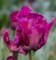 Tulip Parrot Blue Parrot