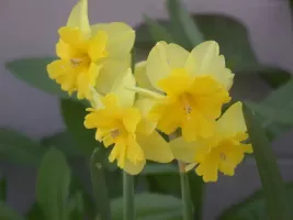 Daffodil Split Cup Tripartite