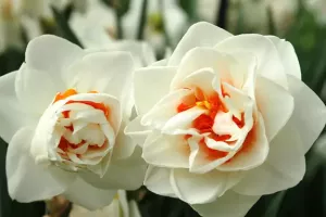 Daffodil Double Flower Drift