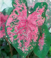 Caladium Fancy Leaf Fire Chief