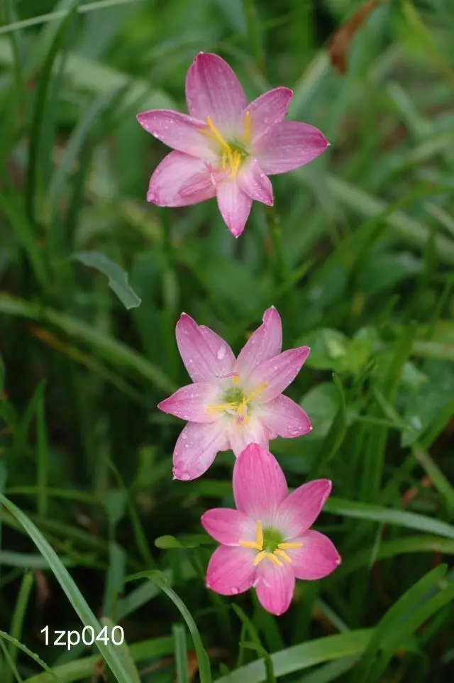 Zephyranthes Rosea Shipping Spring 2026 - Terra Ceia Farms