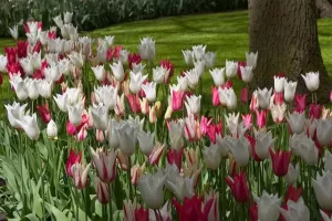 Tulip Lily Flowered Mix