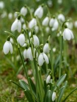 Galanthus Woronowii