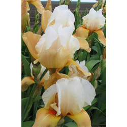 Iris, German (Bearded)