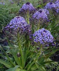 Scilla Peruviana