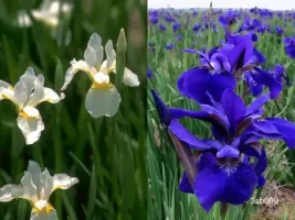 Iris Sibirica Collection (20 plants)