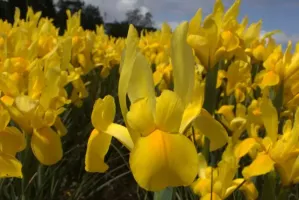 Dutch Iris Golden Giant