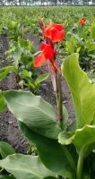 Canna Giant Red Dazzler