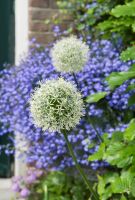 Allium Mount Everest