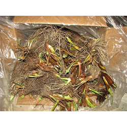 Japanes Iris - Bulk Landscaping Specials