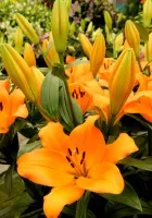 Lily Asiatic Orange