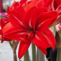 Amaryllis Double Delicious