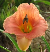 Daylily My Melinda - Clump