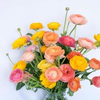 Ranunculus Mixture