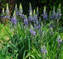 Camassia Cusickii