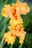 Bearded Iris Reblooming - (Orange)