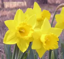 Daffodil Lg. Cup Saint Keverne