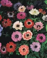 Anemone Coronaria St. Brigid Mixture