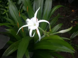 Hymenocallis Tropical Giant