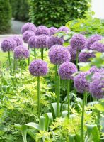 Allium Globemaster