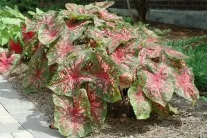 Caladium Pink - Bulk Landscaping